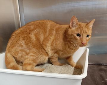 Europäische Hauskatze