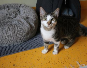 Fundtier Tier-ID 37851