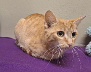 Fundtier Tier-ID 38518