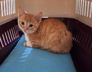 Fundtier Tier-ID 38520