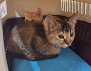 Fundtier Tier-ID 38521