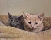 Fundtier Tier-ID 38522