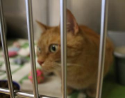 Fundtier Tier-ID 38538