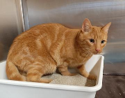 Fundtier Tier-ID 38568