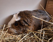 Fundtier Tier-ID 38293