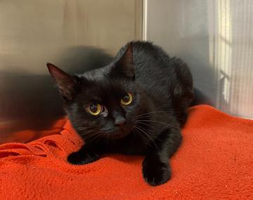 Europäische Hauskatze