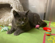 Fundtier Tier-ID 38617