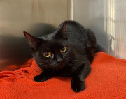 Fundtier Tier-ID 38476