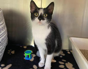 Fundtier Tier-ID 38494