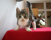 Fundtier Tier-ID 38691