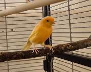 Fundtier Tier-ID 38616