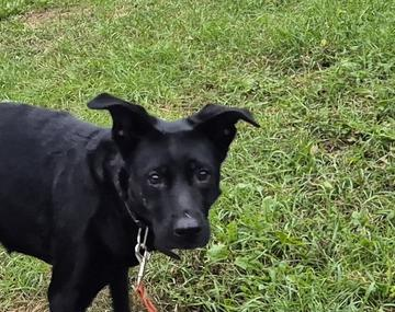 Schäferhund-Mischling