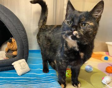 Europäische Hauskatze