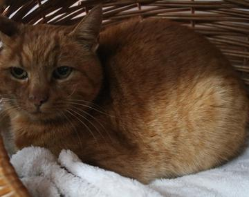 Europäische Hauskatze