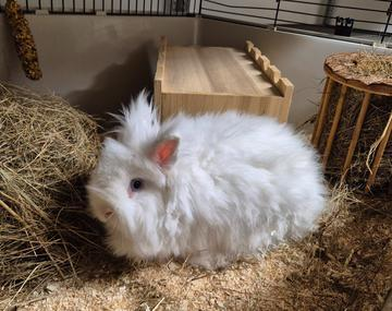 Kaninchen