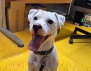 Fundtier Tier-ID 38297