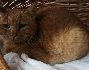 Fundtier Tier-ID 39052