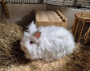 Fundtier Tier-ID 38963