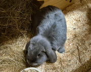 Fundtier Tier-ID 38964