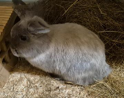 Fundtier Tier-ID 38965