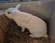 Fundtier Tier-ID 39012