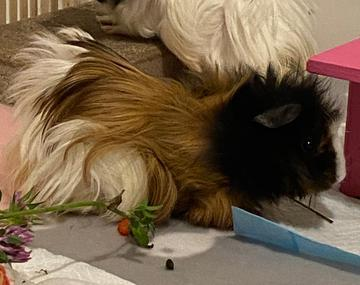 Meerschweinchen
