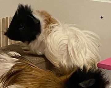 Meerschweinchen