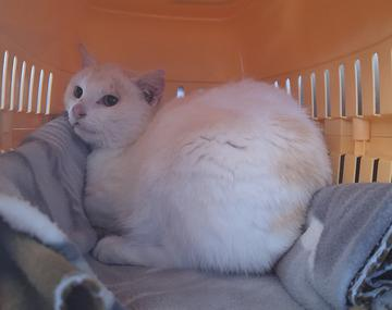 Europäische Hauskatze