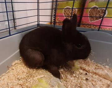 Kaninchen