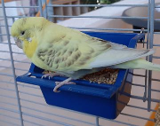 Fundtier Tier-ID 35852