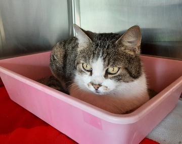 Europäische Hauskatze