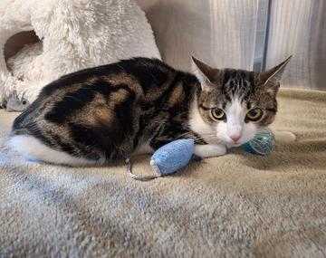 Europäische Hauskatze