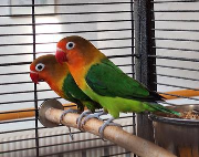 Fundtier Tier-ID 36361