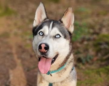 Husky