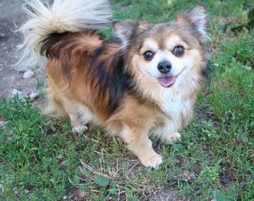 Chihuahua-Mischling