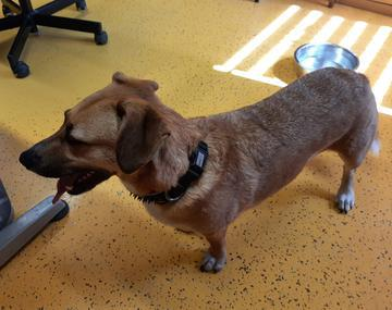 Beagle-Mischling