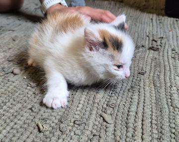 Europäische Hauskatze