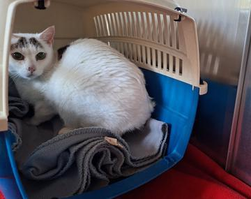 Europäische Hauskatze