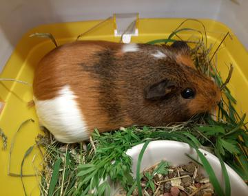 Meerschweinchen