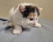 Fundtier Tier-ID 36570