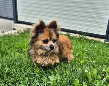 Chihuahua-Mischling