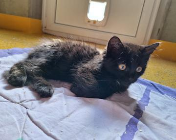 Langhaarkatze