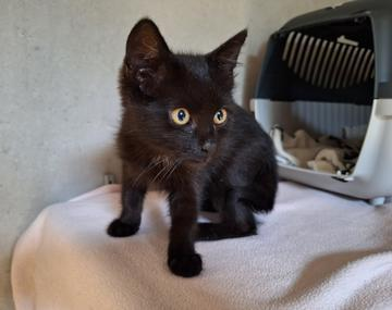 Europäische Hauskatze