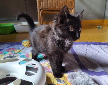 Langhaarkatze