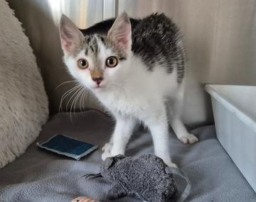 Europäische Hauskatze
