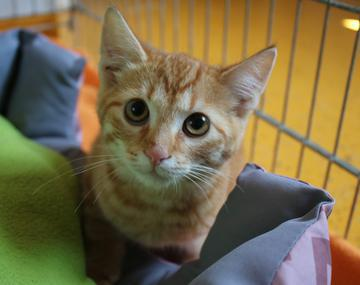Europäische Hauskatze