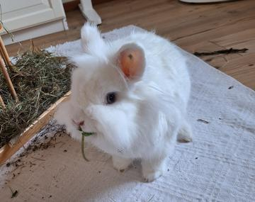 Kaninchen