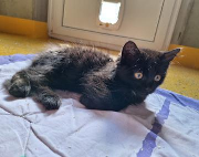 Fundtier Tier-ID 37330