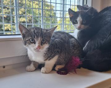 Europäische Hauskatze