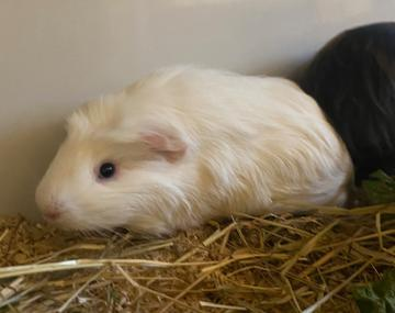 Meerschweinchen